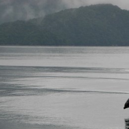 FDL Area Jumping Dolphin in Doubtful Sound