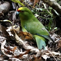 New Zealand parakeet kakariki