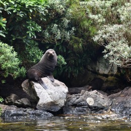 Dusky Sound Loretta Muller 6 v2